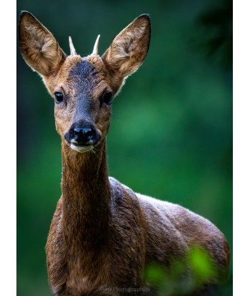 Portrait de brocard en forêt