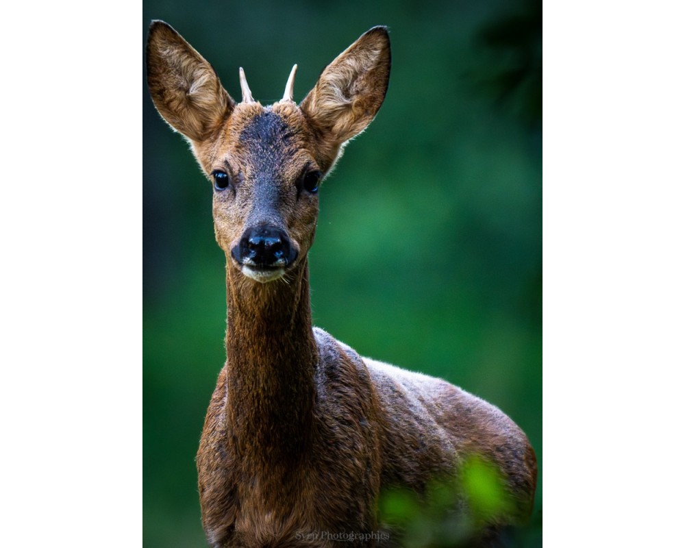 Portrait de brocard en forêt