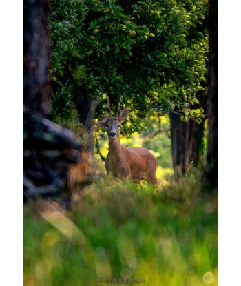 Brocard sous les arbres, lumière filtrée