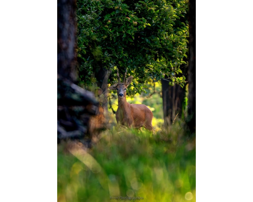 Brocard sous les arbres, lumière filtrée