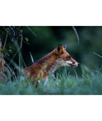 Renard à l'affût dans les herbes