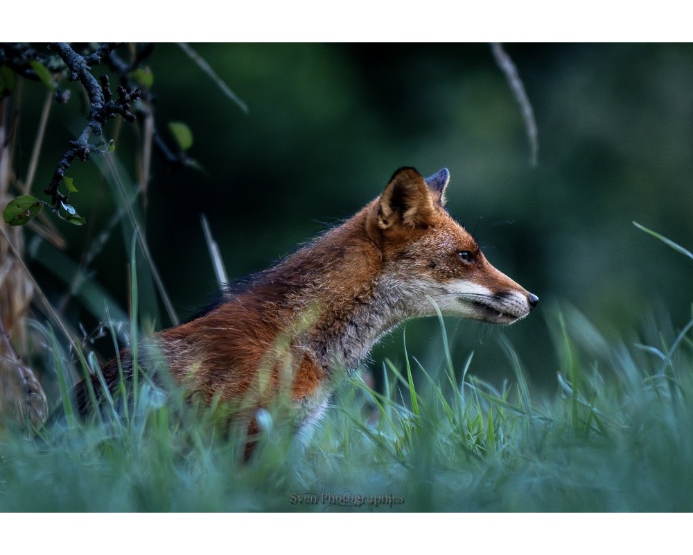 Renard à l'affût dans les herbes