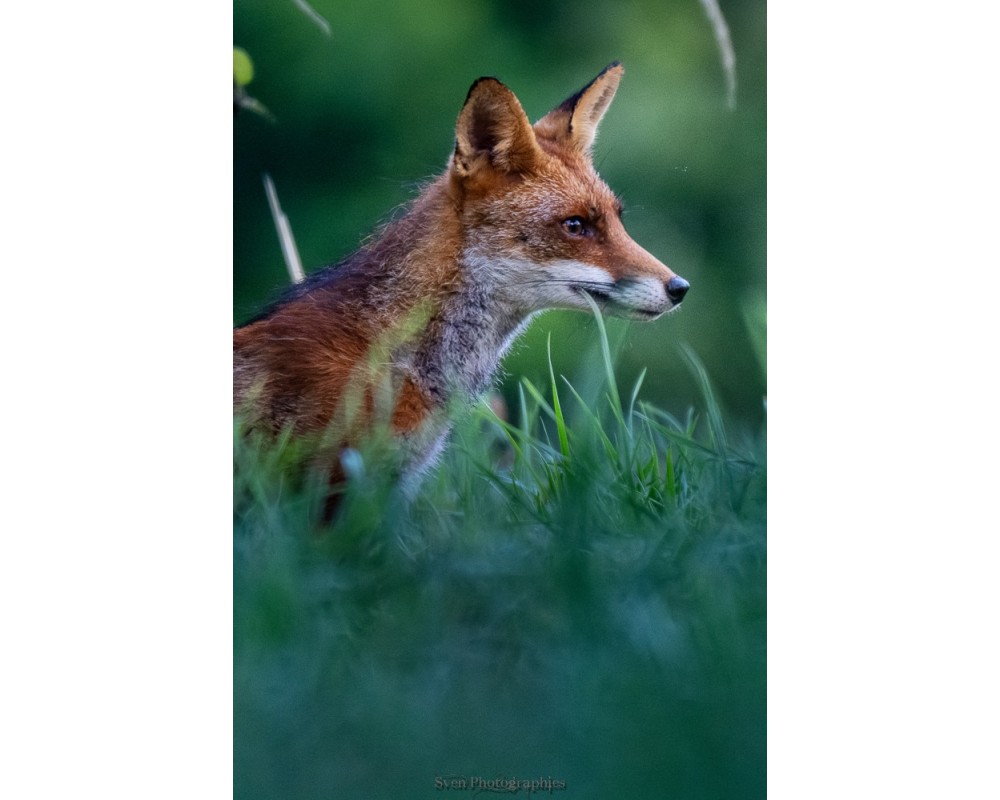 Renard de profil dans les herbes