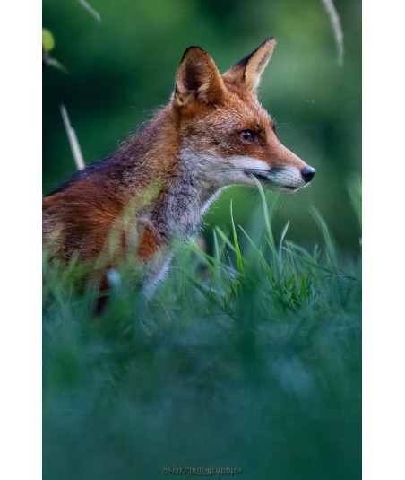 Renard de profil dans les herbes