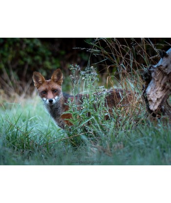 Renard dans les herbes au bord du bois