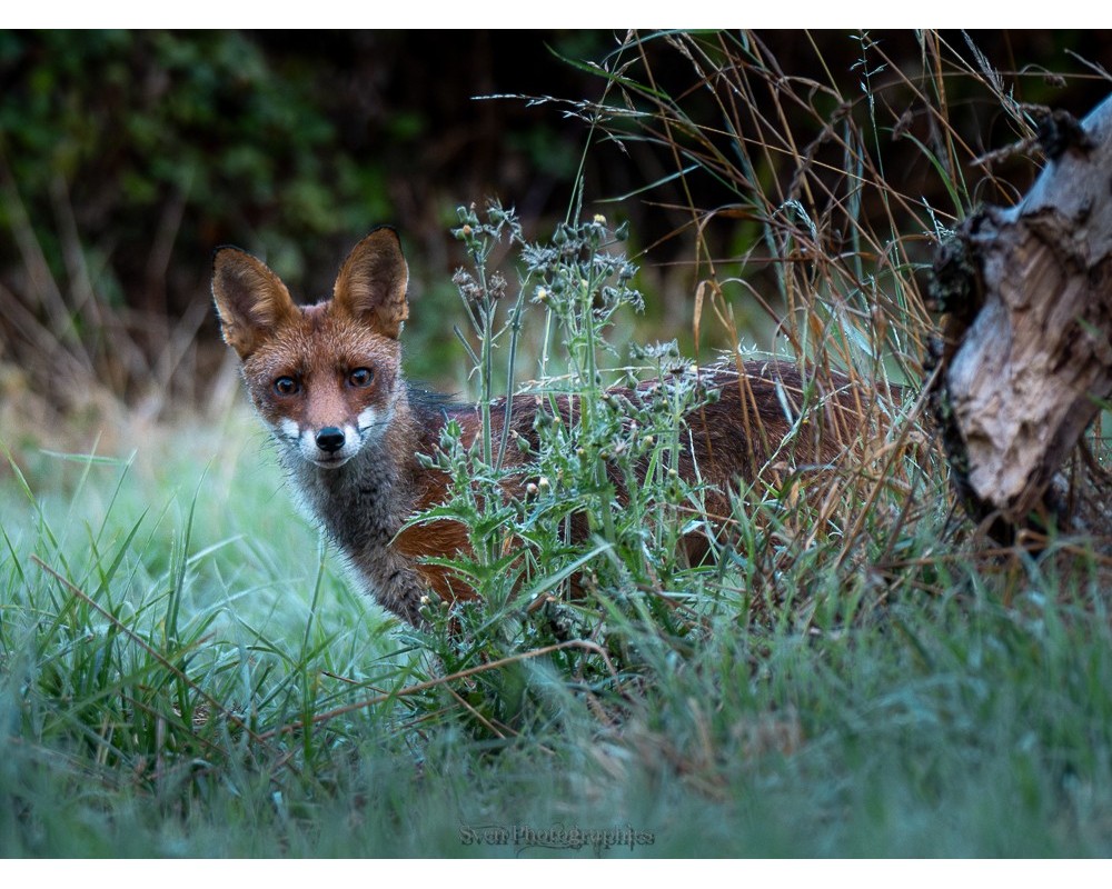 Renard dans les herbes au bord du bois