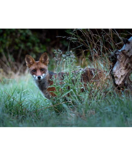 Renard dans les herbes au bord du bois