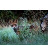 Renard dans les herbes au bord du bois