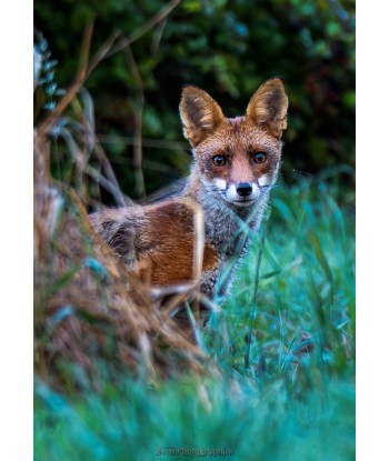 Renard dans la végétation, regard face