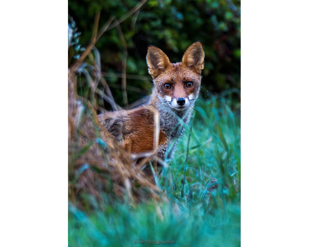Renard dans la végétation, regard face