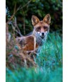 Renard dans la végétation, regard face