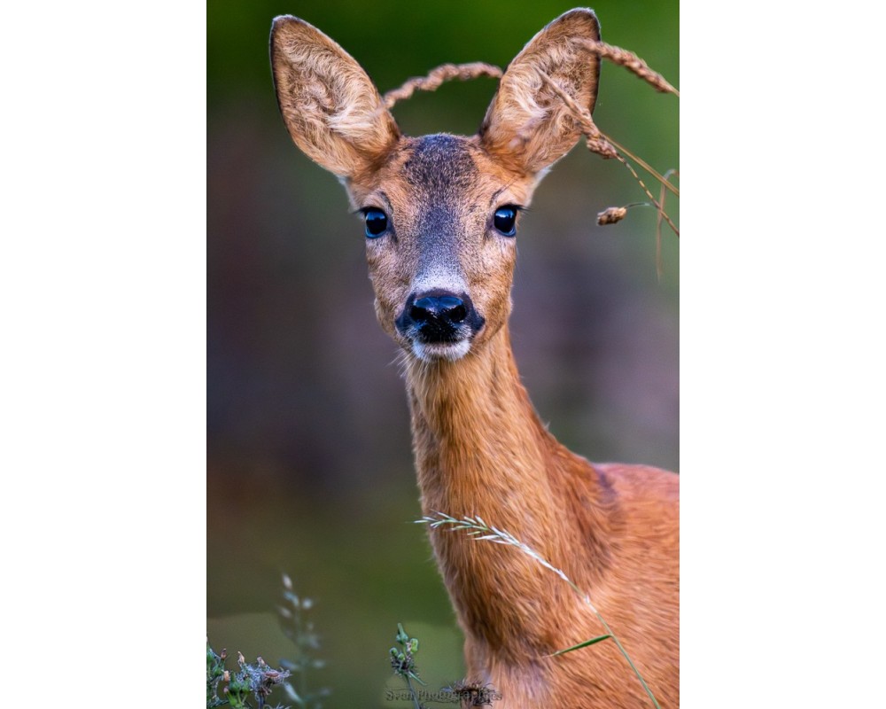 Portrait de chevrette aux grandes oreilles