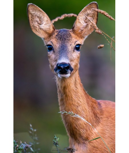 Portrait de chevrette aux grandes oreilles