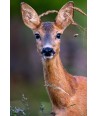Portrait de chevrette aux grandes oreilles