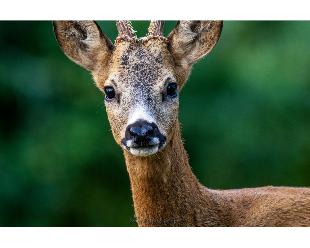 Portrait de brocard, regard droit