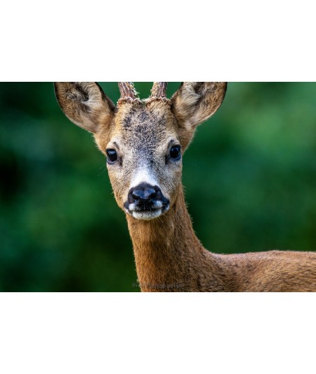 Portrait de brocard, regard droit