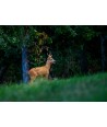 Brocard en lisière, sous les grands arbres