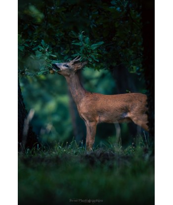 Brocard en forêt, profil dans la lumière