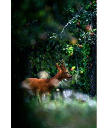 Brocard sortant du sous-bois