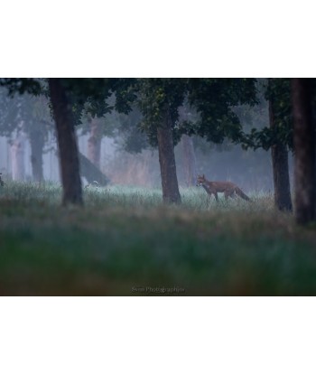Renard dans la forêt brumeuse