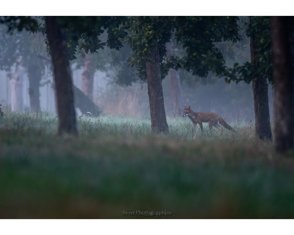 Renard dans la forêt brumeuse