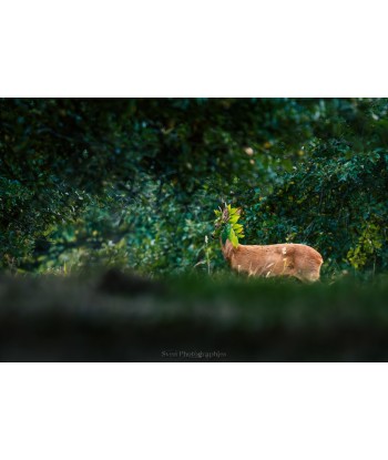 Brocard couché dans les hautes herbes