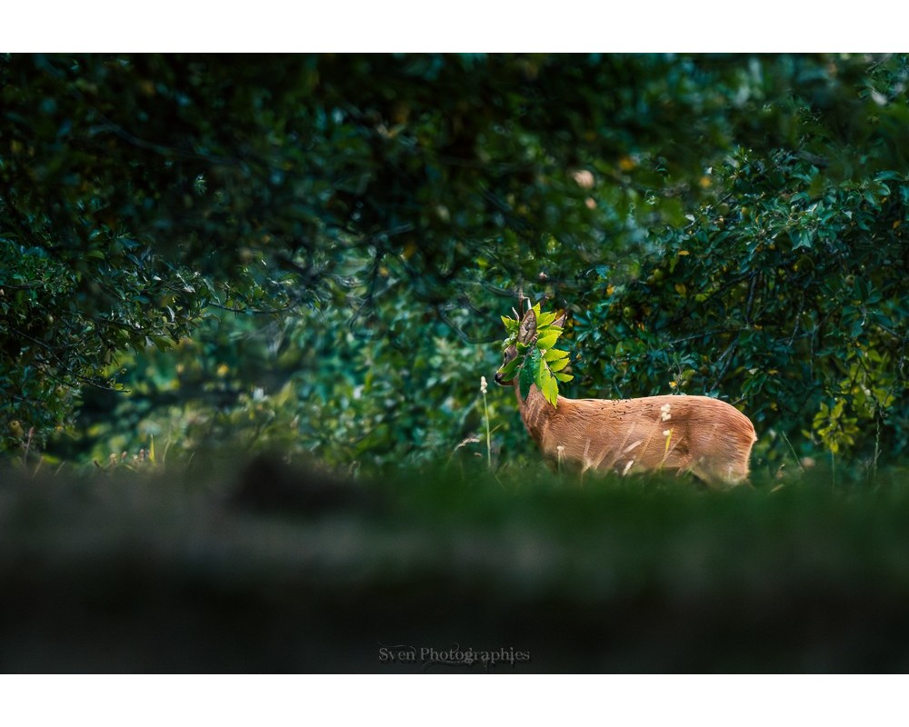 Brocard couché dans les hautes herbes
