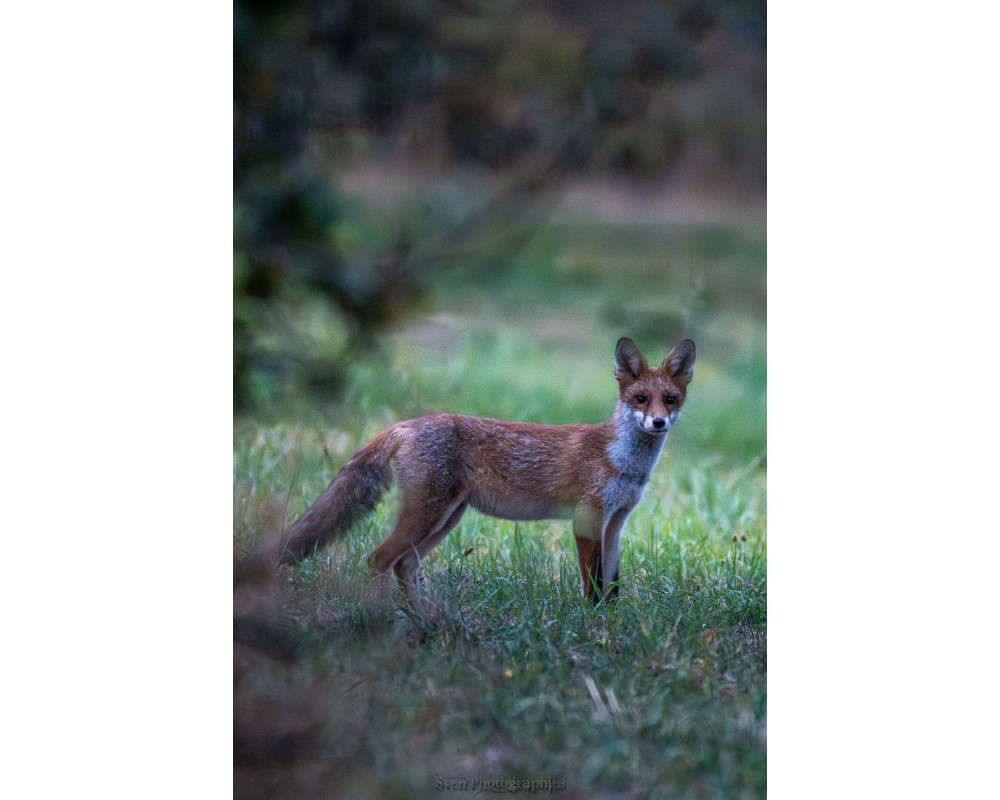 Renard dans la prairie, regard attentif