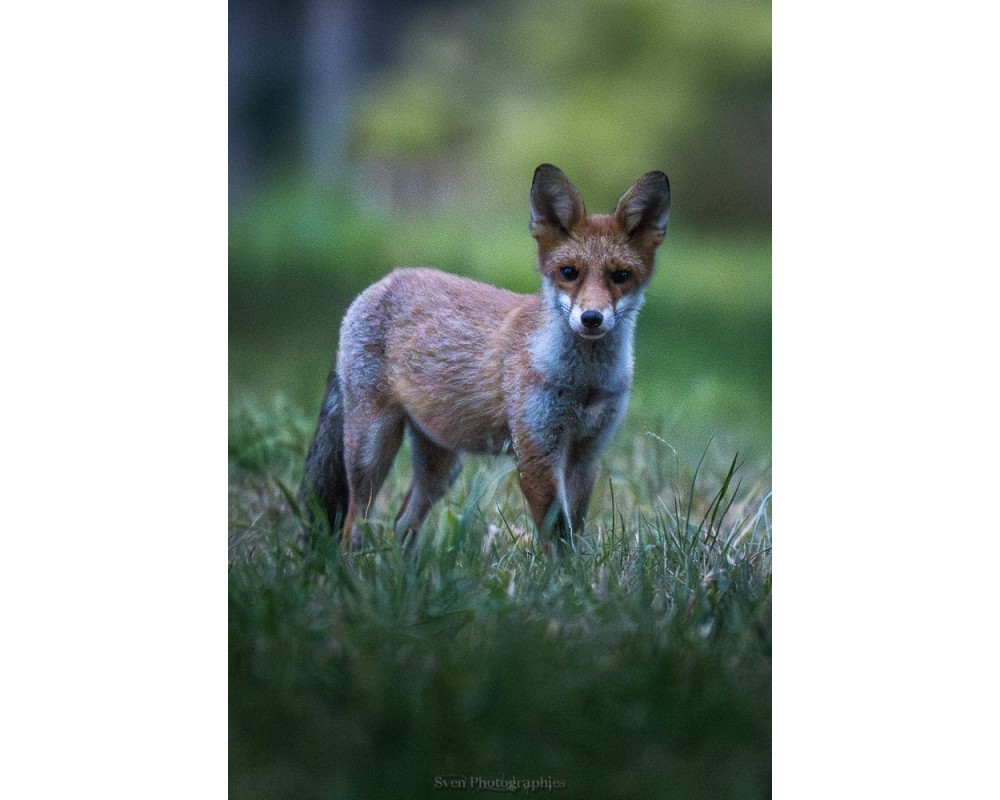 Renard dans les hautes herbes