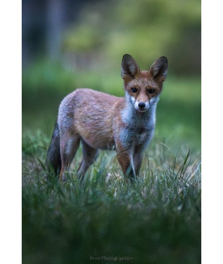 Renard dans les hautes herbes