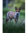 Renard dans les hautes herbes