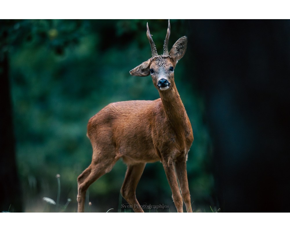 Brocard en lisière de forêt