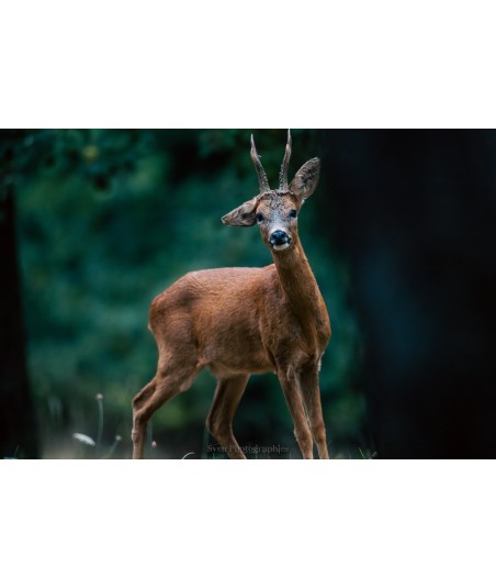 Brocard en lisière de forêt