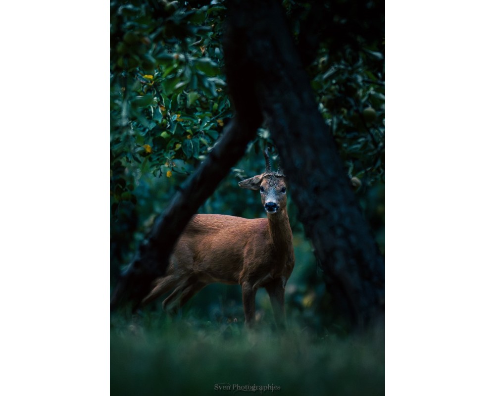 Brocard entre deux troncs, sous-bois sombre