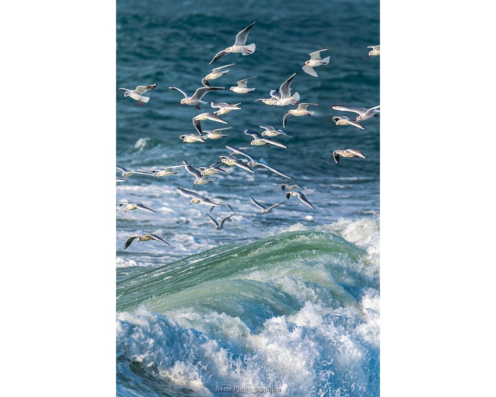 L'envolée — Goélands sur les vagues du Morbihan