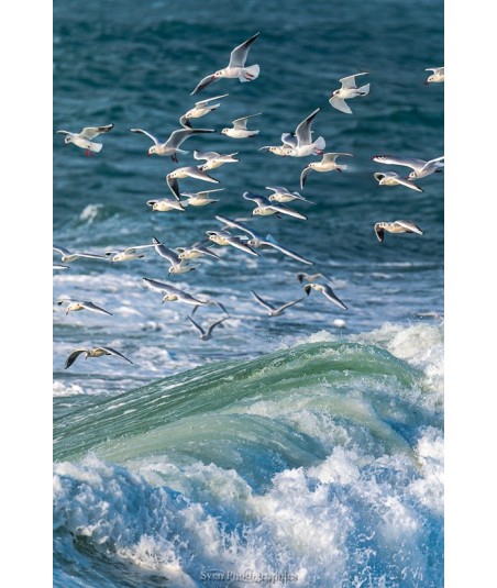 L'envolée — Goélands sur les vagues du Morbihan