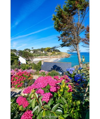 L'anse de Rospico en fleurs...