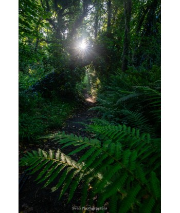 Sentier forestier Kerfany,...