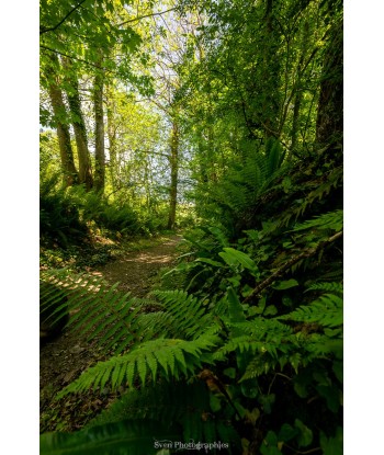 Sous-bois et fougères,...