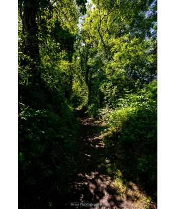 Sentier ombragé de Merrien...