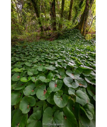 Tapis de plantes sauvages...