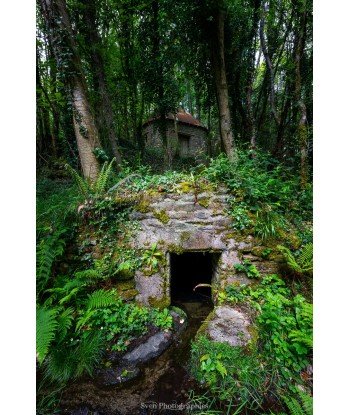 Source en pierre envahie de...