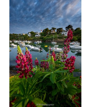 Port de Doëlan — lupins...