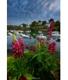 Port de Doëlan — lupins roses et phare au lever du jour