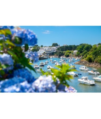 Hortensias bleus en fleurs...