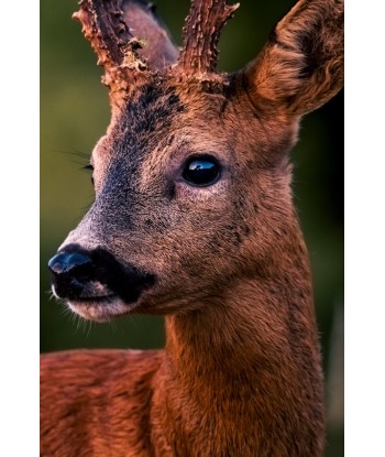 Brocard — portrait...