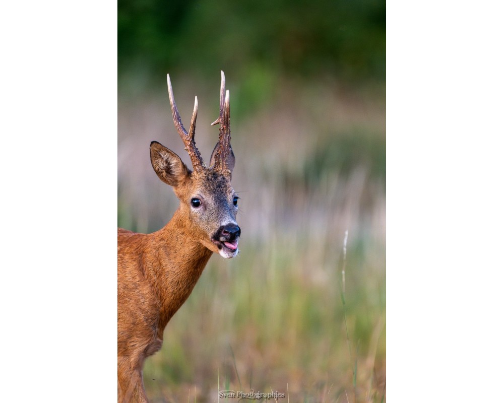 Brocard curieux – bouche entrouverte et regard face objectif