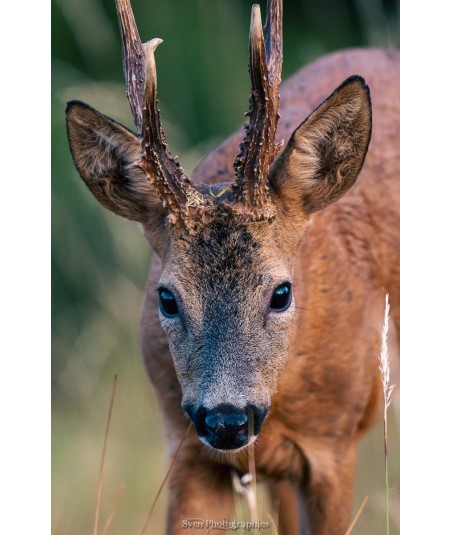 Brocard face caméra – regard frontal et bois ramifiés dans les herbes