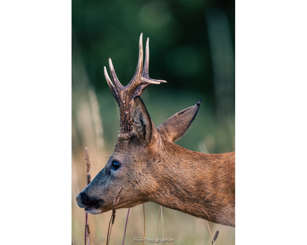 copy of copy of copy of copy of copy of copy of copy of copy of copy of copy of copy of copy of Le Belon 5