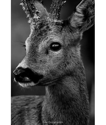 Brocard en noir et blanc – portrait trois quarts, velours sur les bois
